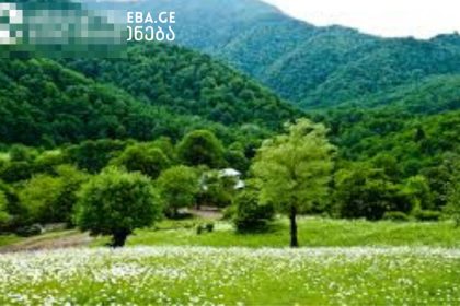 მთები და მწვანე მინდორი საქართველოში