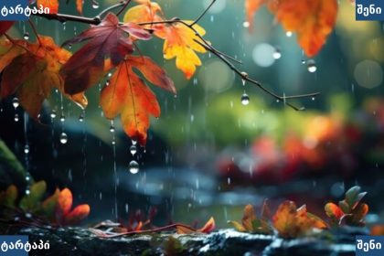 წვიმის წვეთები ფოთლებზე, ბუნება, საქართველო